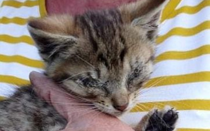 Zbiórka Walczymy z kocią bezdomnością - zdjęcie główne