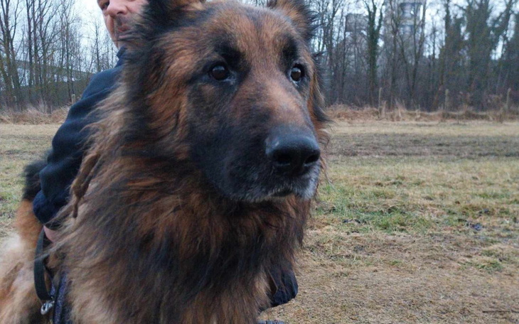 Pies rasy owczarek, patrzy w obiektyw, w tle drzewa.