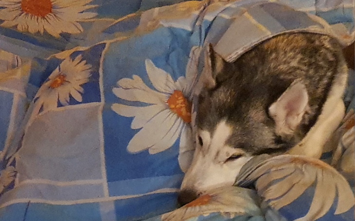 Zbiórka Pomóż Dianie wrócić do zdrowia - zdjęcie główne