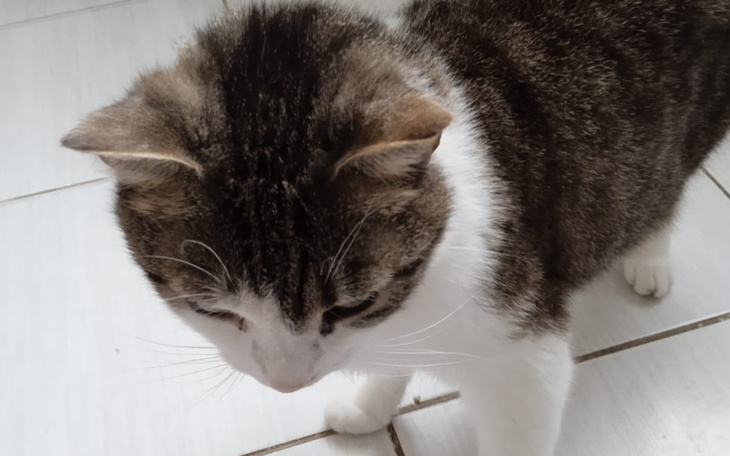 Kot spacerujący po podłodze.