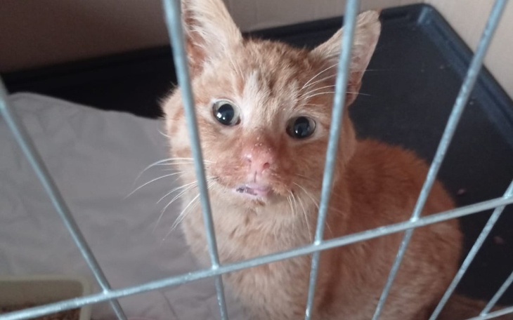 Mały pomarańczowy kotek w klatce.