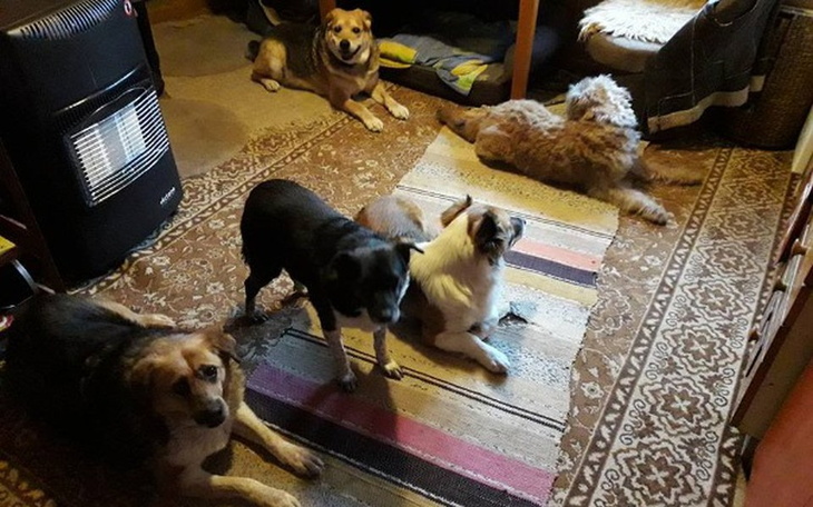 Zbiórka Karma dla psiaków Pani Teresy - zdjęcie główne