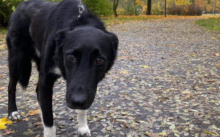 Zbiórka Pomoc behawiorysty dla Domino - zdjęcie główne