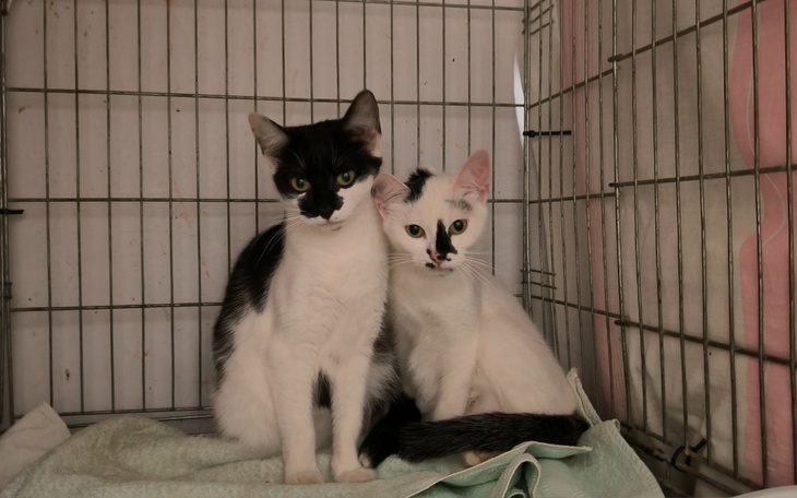 Zbiórka Sterylizacja kotek z kartonu - zdjęcie główne