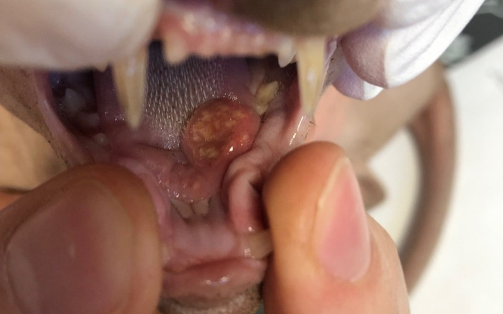 Zbliżenie na zęby psa z niepokojącym guzem.