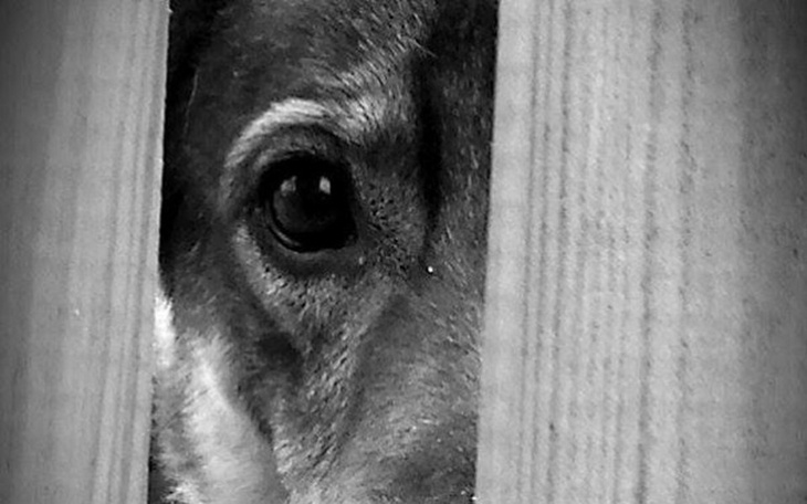 Zbiórka Tobi - od 9lat czeka na dom - zdjęcie główne