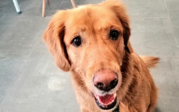 Zbiórka Tomografia dla Dexia - zdjęcie główne