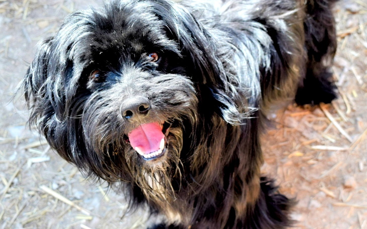 Czarny pies z radosnym wyrazem twarzy.