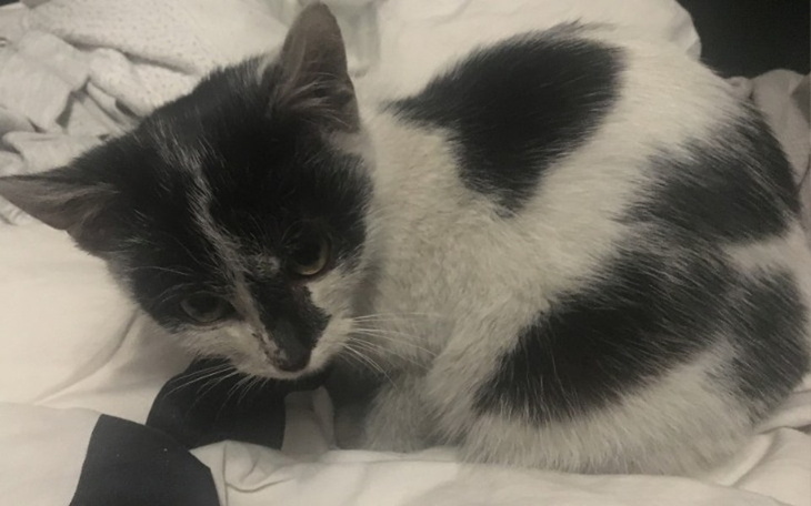 Zbiórka Kociątko z połamanym tyłem - zdjęcie główne