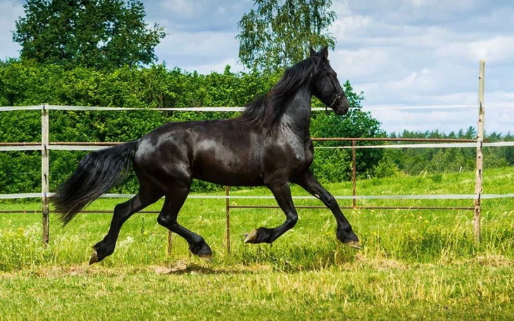 Czarny koń galopujący po zielonej łące w słoneczny dzień.