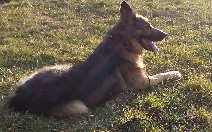 Zbiórka Na leczenie Dzikusa psa - zdjęcie główne