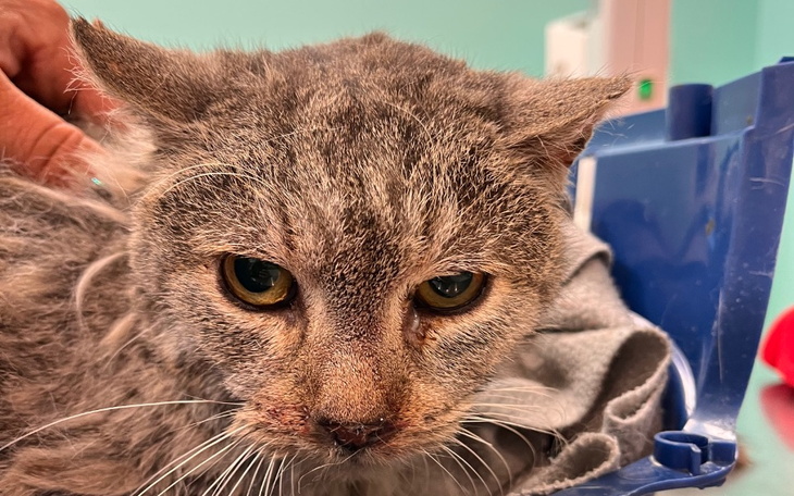 Zbiórka Kocurek jeden wielki dred SOS - zdjęcie główne