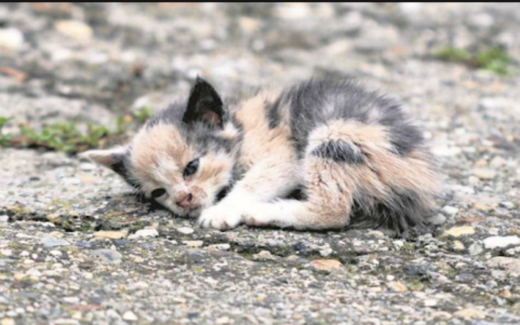 Zbiórka Koty na śmietniku - zdjęcie główne