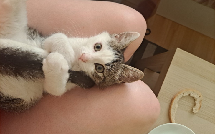 Zbiórka Pomóżmy Łatkowi z FIP - zdjęcie główne