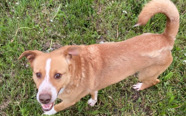 Zbiórka Hotelik Elbiego za maj, czerwiec - zdjęcie główne