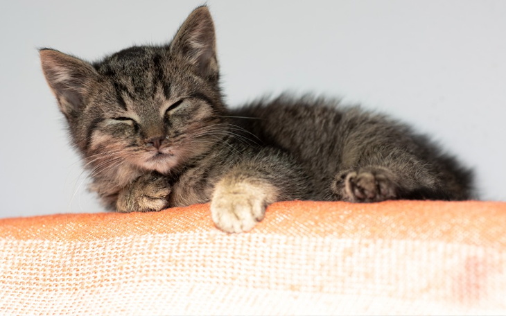 Zbiórka Walka o życie Leona - zdjęcie główne