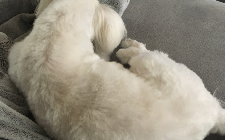 Zbiórka Na pomoc dla psa który ma 2 lata - zdjęcie główne