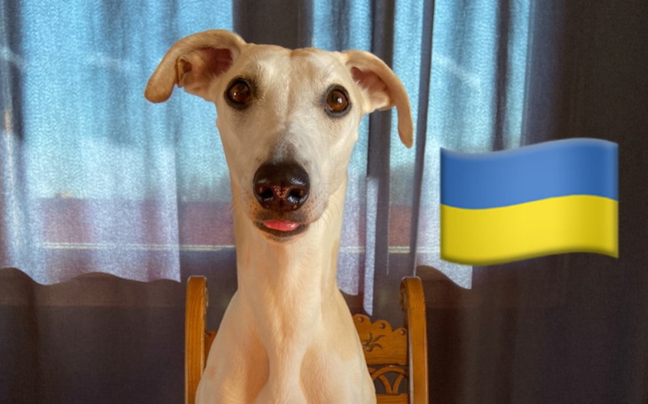 Zbiórka Fileciny dla Ukrainy - zdjęcie główne