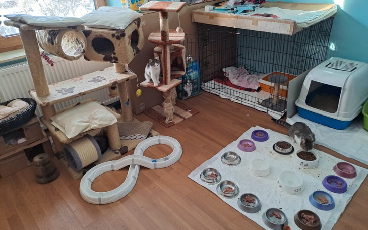 Zbiórka Leki i jedzenie dla kociaków - zdjęcie główne