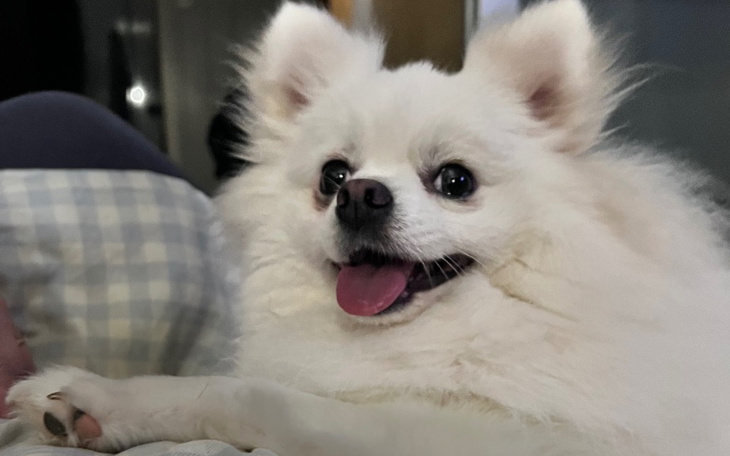 Biały pies z uśmiechem, leżący na kolanach właściciela.