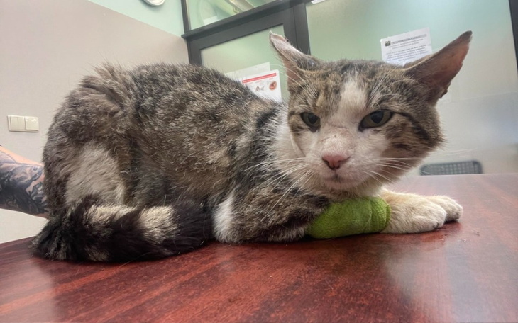 Zbiórka Pomóżcie uratować Neonka - zdjęcie główne