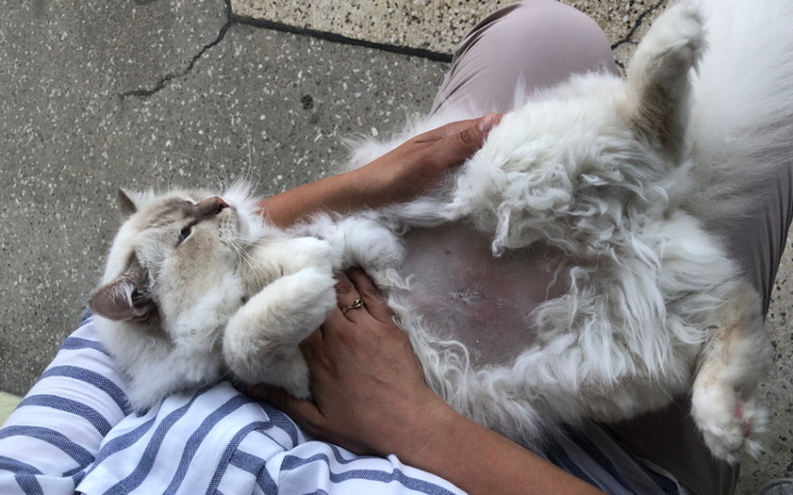 Zbiórka Wyleczmy Horacego - zdjęcie główne