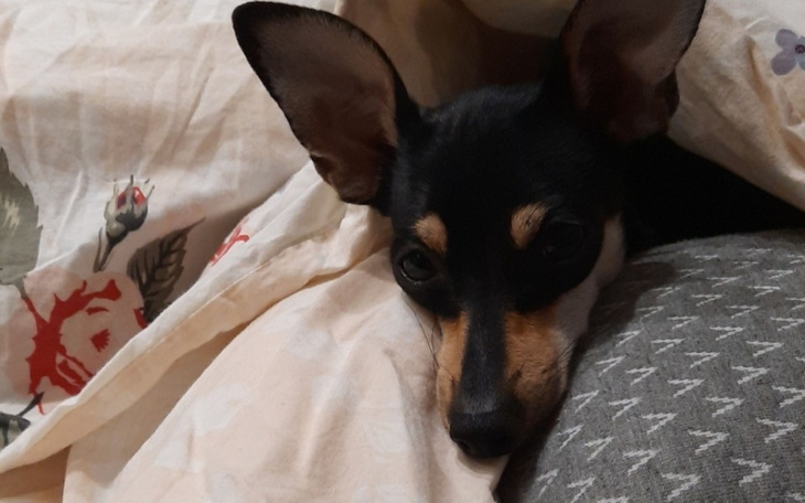 Zbiórka Operacja rocznego pieska - zdjęcie główne