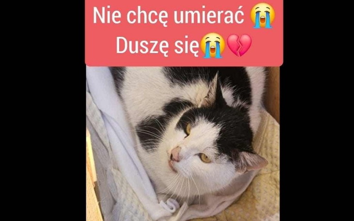 Kot leżący w kartonie, wyrażający smutek i potrzebę pomocy.