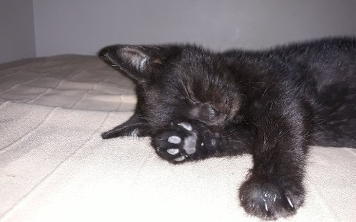 Zbiórka Kropeczka prosi o pomoc :( - zdjęcie główne