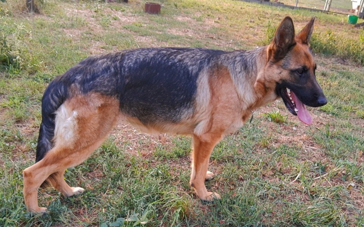 Zbiórka Na kastrację i RTG Negrity - zdjęcie główne