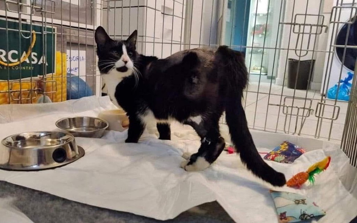 Kot w klatce, z miseczkami i zabawkami, wygląda na przyjaznego.