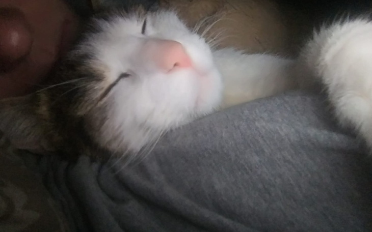 Zbiórka Na ciężko chorego kota Luky - zdjęcie główne