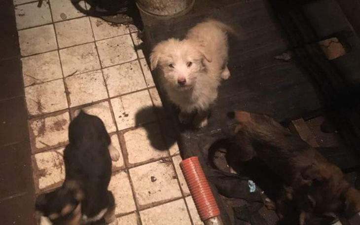 Zbiórka Pomoc wiejskim psom - zdjęcie główne