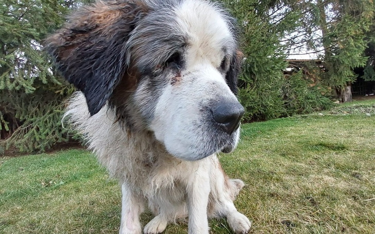 Zbiórka Zagłodzona bernardynka - zdjęcie główne