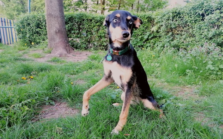 Zbiórka Operacja Bee - zdjęcie główne