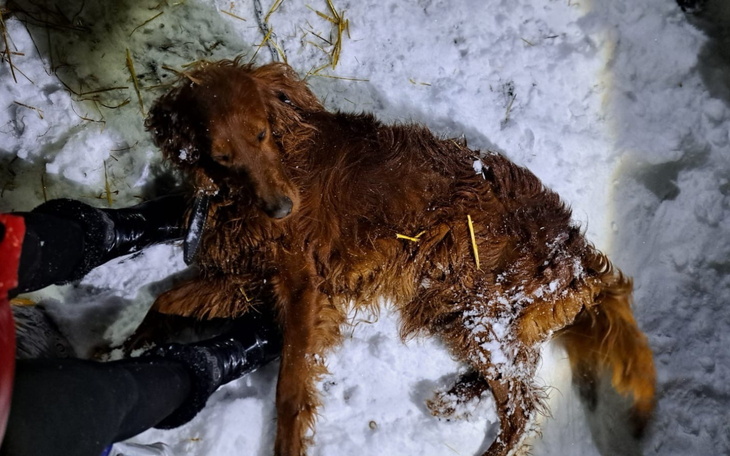 Złoty retriever leżący w śniegu.