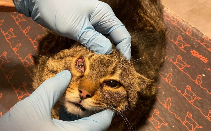 Kot z problemem zdrowotnym, otrzymujący pomoc weterynaryjną.