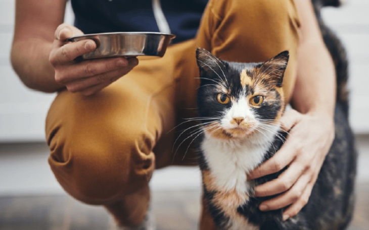 Zbiórka Zbiórka dla zwierzaków z Ukrainy - zdjęcie główne