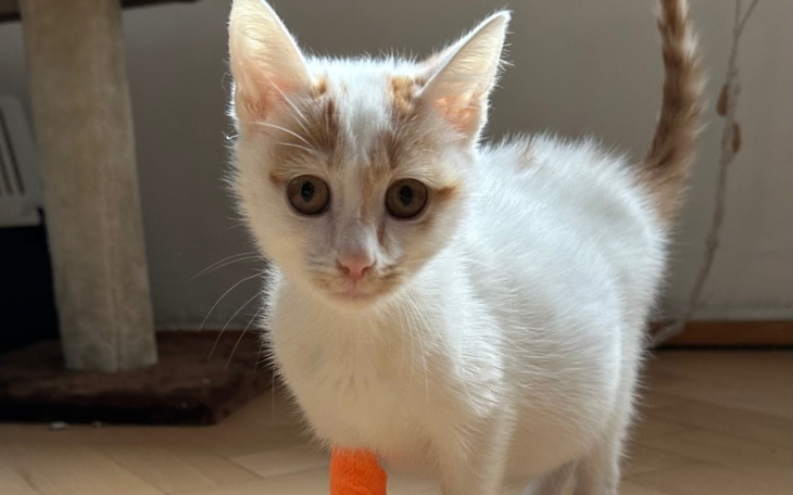 Zbiórka Ratowanie życia kotki Ani - zdjęcie główne