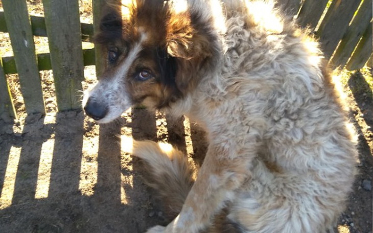 Zbiórka CEZAR z niedowładem PROSI..... - zdjęcie główne