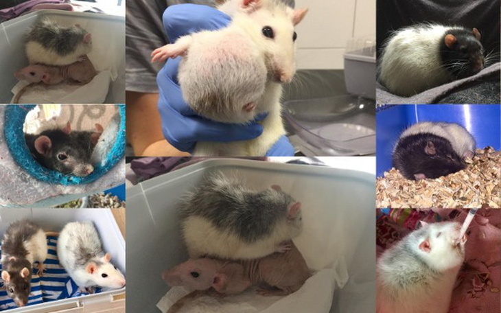 Zbiórka Szczury z DT "Ogoniaste" - zdjęcie główne