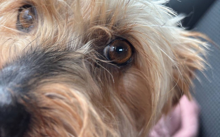 Zbliżenie na psa z brązowymi oczami i puszystym futrem.