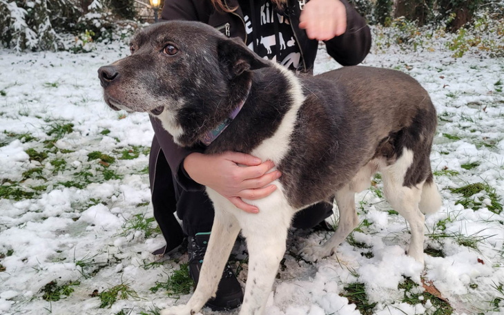 Zbiórka Bule - wsparcie dla staruszka - zdjęcie główne