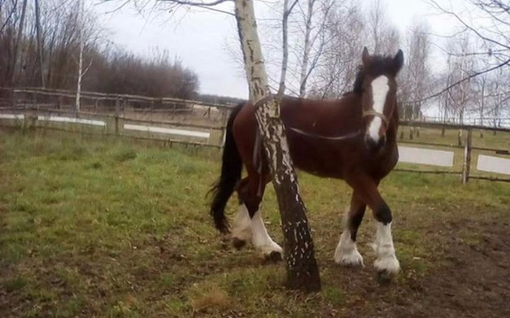Zbiórka Zbiórka dla Lindy - zdjęcie główne