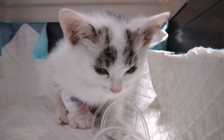 Zbiórka Maluszek z oskalpowanym ogonem - zdjęcie główne