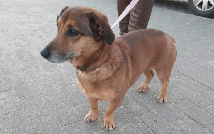 Zbiórka Zbieranie na schronisko w Koszal - zdjęcie główne