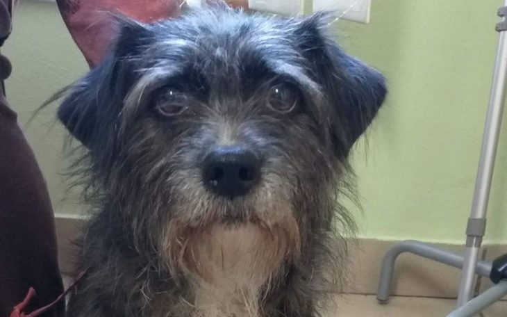 Zbiórka Pomóż Czice pokonać nowotwór - zdjęcie główne