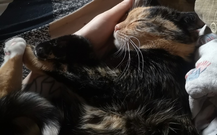 Zbiórka Na Operacje Kota Szekla - zdjęcie główne