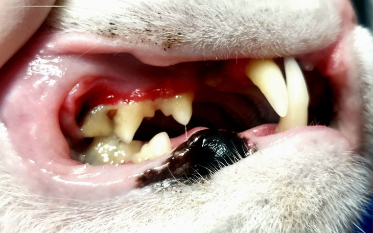 Zbliżenie na zęby kota, z widocznymi problemami zdrowotnymi.