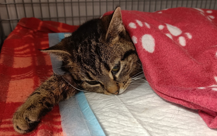 Kot owinięty w koc, leżący na łóżku.